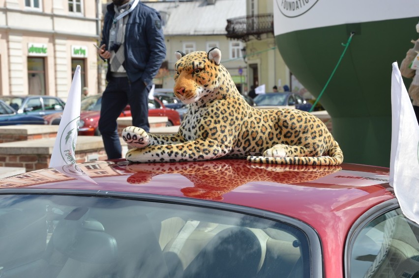 Zlot jaguarów w Piotrkowie