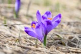 Pierwszy dzień wiosny w Zakopanem. W kolorach fioletowych krokusów. ZDJĘCIA