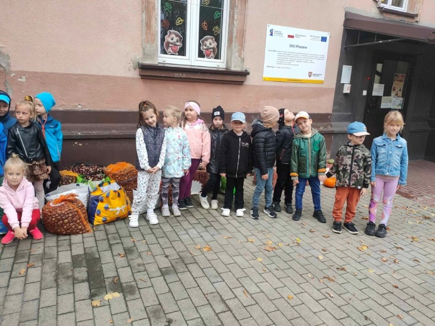 Szkoły i przedszkola w Pleszewie zbierają kasztany!...