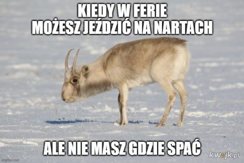 Najlepsze memy ze stoków narciarskich