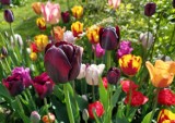 Pamiętaj o wykopaniu tulipanów, hiacyntów, narcyzów. Jak przechować ich cebule, żeby przetrwały w dobrym stanie do jesieni? Sprawdź