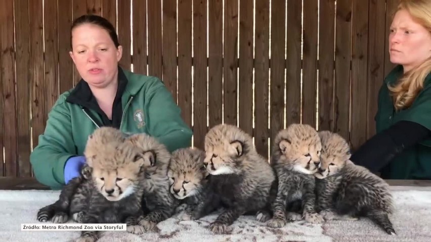 Narodziny gepardów w zoo