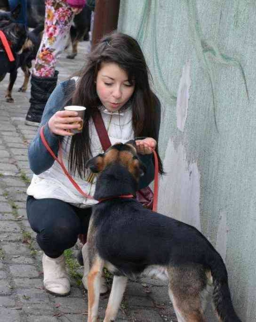 Parada kundelków w Chorzowie: Poszli na spacer z...