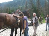 Tatry: Lekarze badali konie na drodze do Morskiego Oka