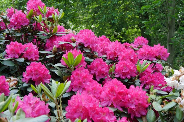 W czerwcu kwitną jeszcze różaneczniki i azalie oraz m.in. róże, serduszka, dyptam, kosaćce, goździki, unikatowe drzewa, m.in.: ośnieże, styrakowce i maakie. Dojrzewają czereśnie