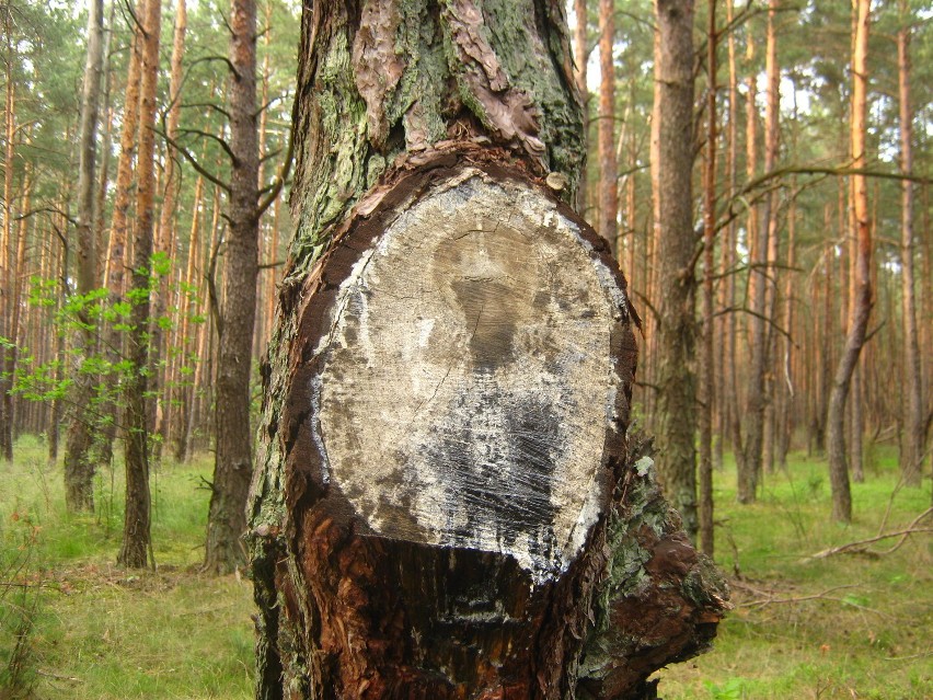 Cud w lesie można oglądać na rowerze