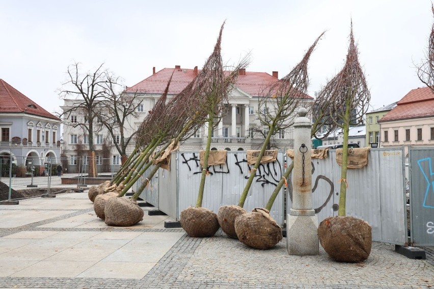 Na Rynku w Kielcach sadzą potężne drzewa! Zobacz jak przebiega zielona rewitalizacja 