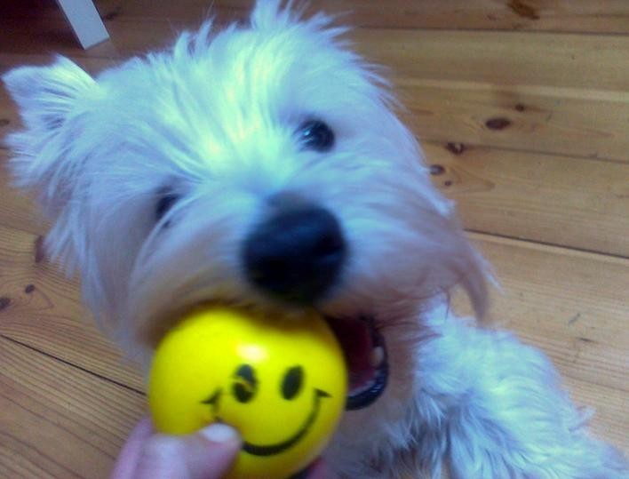 Uzi - 3-letni West Highland White Terrier, bez którego...