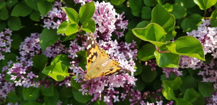 Wiosna w pełni: kwiaty i motyle na działkach [ZDJĘCIA] 