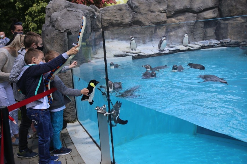 Śląski Ogród Zoologiczny znowu jest otwarty. Hitem wśród...