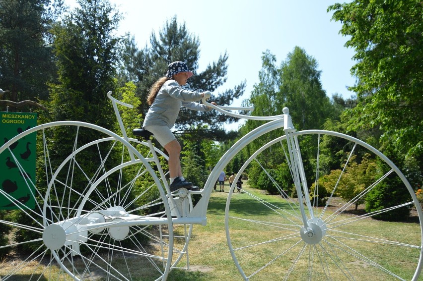 Święto kwitnących azalii 2023 w Iłowej. Wielki rower