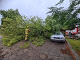 Drzewo runęło na samochód w Dąbczu koło Leszna  na przykościelnym parkingu