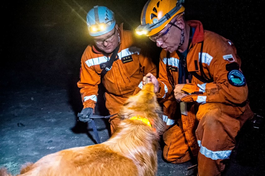 Czy psy będą ratować górników pod ziemią? Czworonogi...