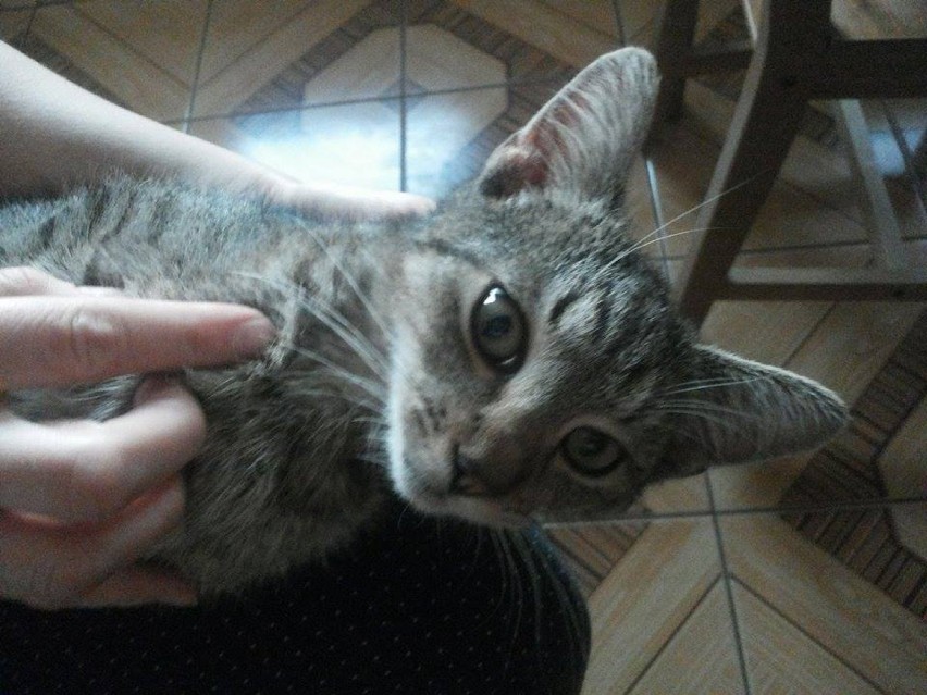 Szary kotek znaleziony przy ul. Obornickiej szuka właściciela! 