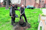 Oleśnica: Sadzą nie tylko róże