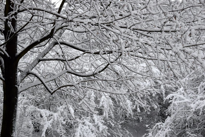 Zima w Radomsku. Drzewo na linii energetycznej, karetka utknęła w śniegu, autobus w rowie