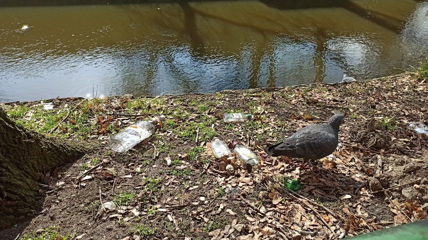 Kalisz: Butelki po małpkach zaśmiecają miasto. Są niemal...