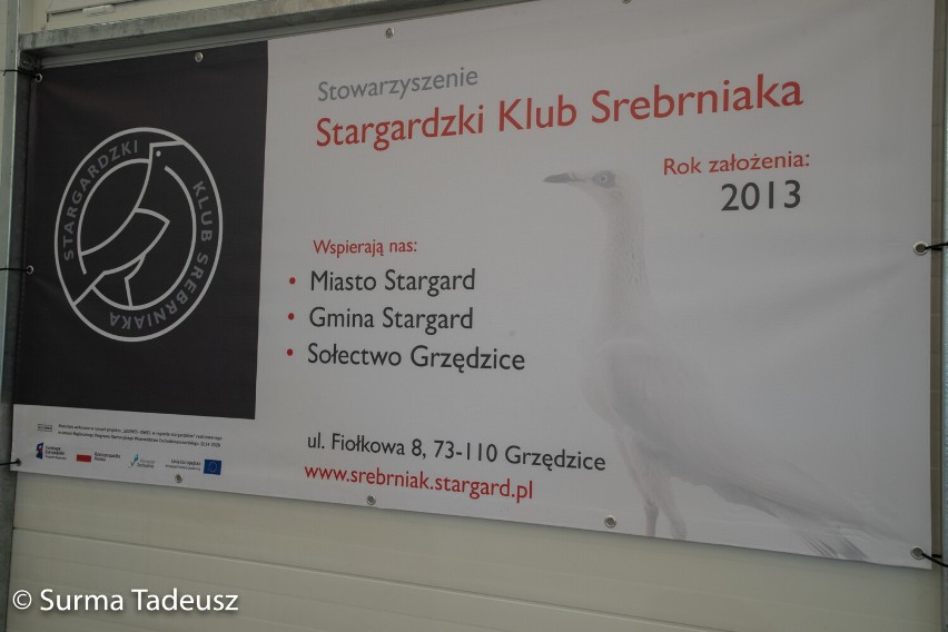 Pokaz gołębi młodych w Grzędzicach. Wystawiono ponad 300 gołębi