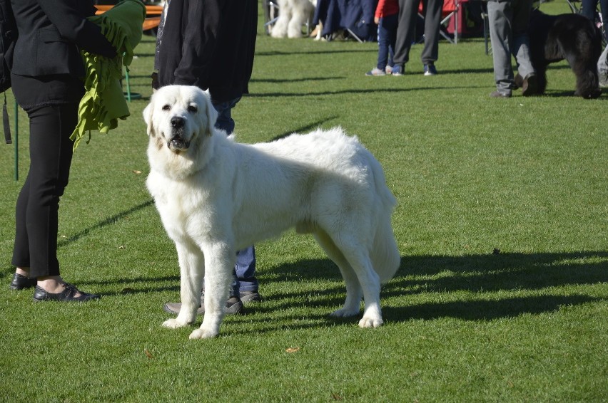 Psie piękności z gorzowskiej jesiennej wystawy psów rasowych