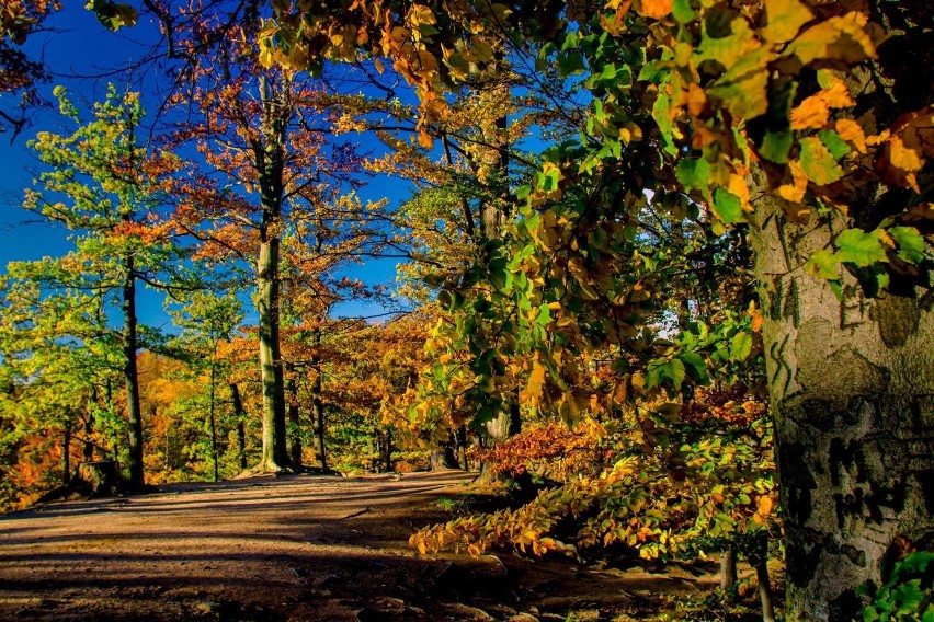 Cudowny park książański w jesiennych barwach (ZDJĘCIA)