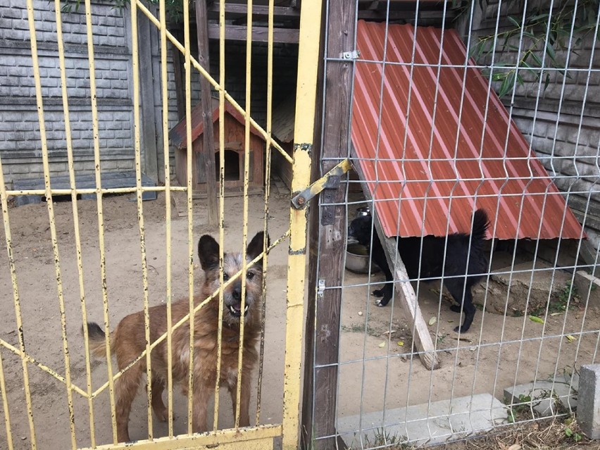 Uczniowie sycowskiej trójki odwiedzili schronisko dla zwierząt