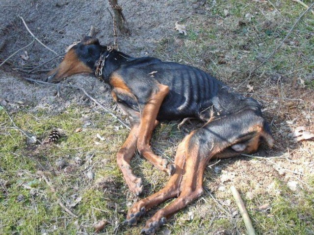 Zaostrzono kary za znęcanie się nad zwierzętami