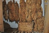 Starogard: Nielegalna produkcja tytoniu. Zabezpieczono ponad 300 kg suszu