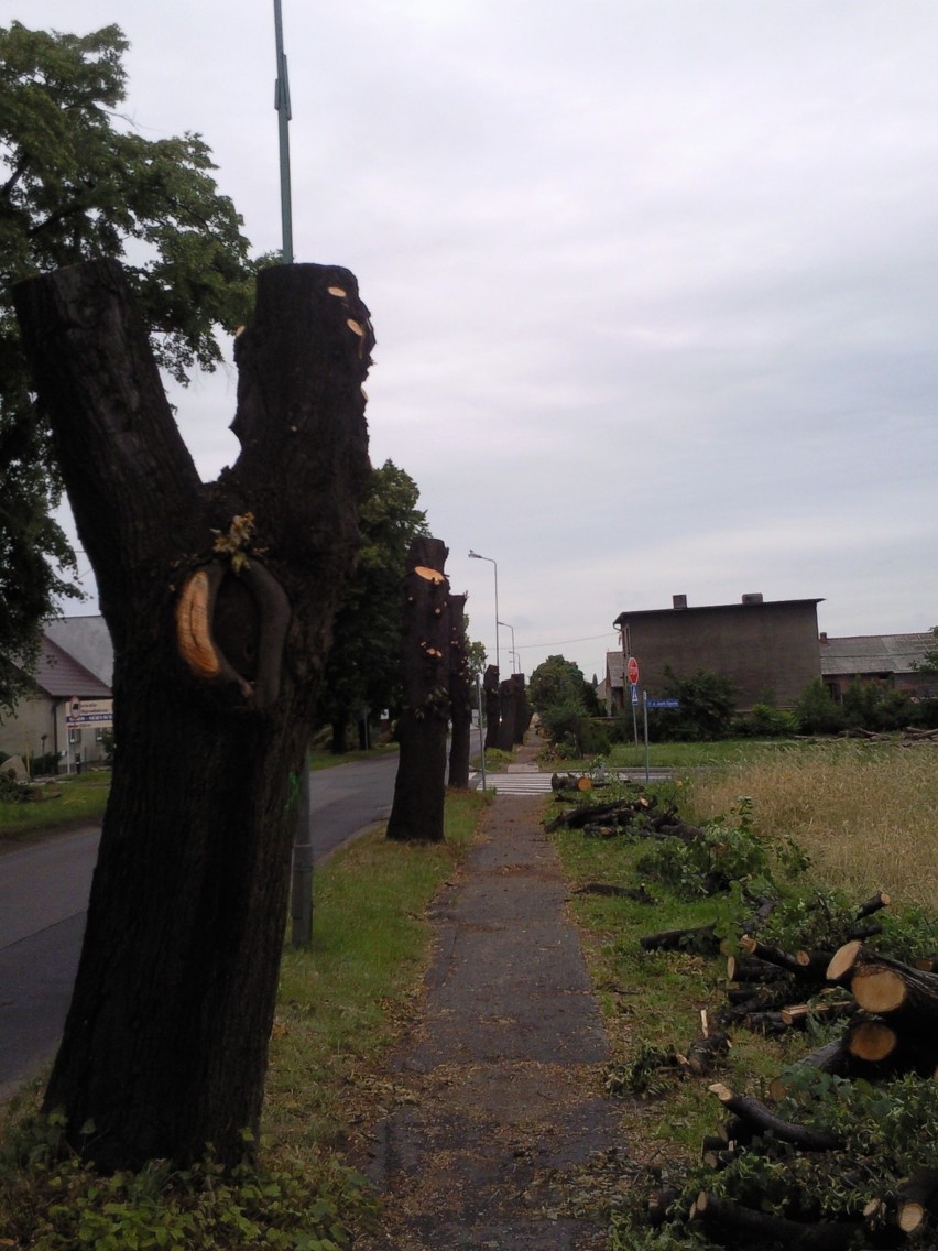 Barbarzyńska wycinka drzew przy ulicy Marszewskiej w Pleszewie [Zdjęcia]