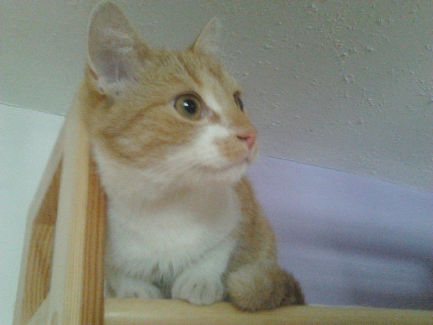 Fifi - młoda kotka, sympatyczna psotka. Uwielbia paprocie....