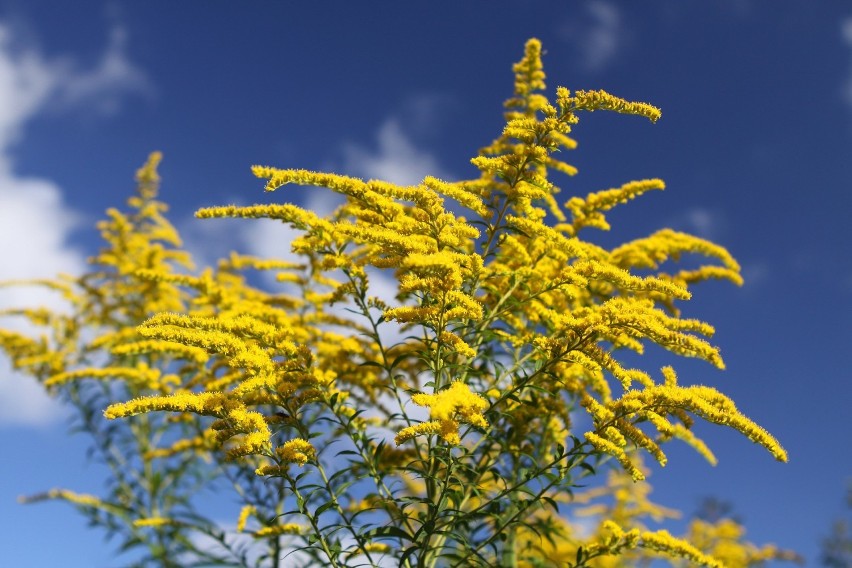 Nawłoć kanadyjska (Solidago canadensis).