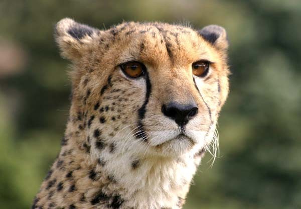 1. Gepard.