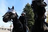 Wymagający egzamin dla koni "służących" w podkarpackiej policji [ZDJĘCIA, WIDEO]