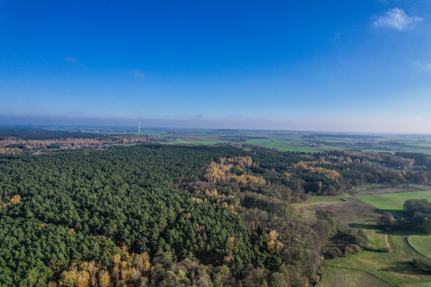 Piękna Gmina Gniezno. Dębówieckie lasy z lotu ptaka! Zobacz zachwycające zdjęcia