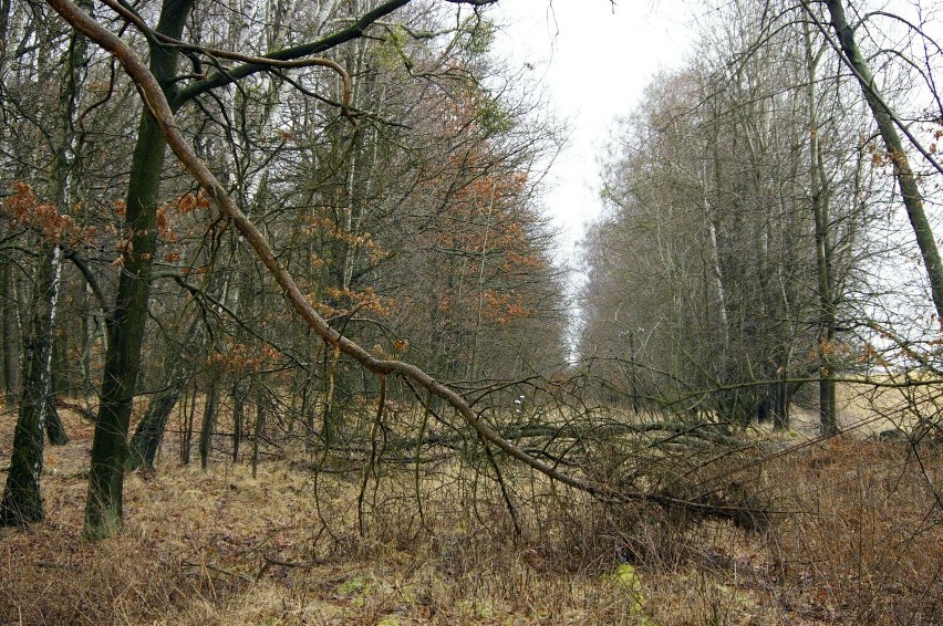 W lesie, kilkaset metrów od stacji Wituchowo.