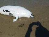 Martwa foka w Mechelinkach. Zatoka Pucka wyrzuciła zwierzę 50 metrów od mola w gminie Kosakowo. Nie miała ran | ZDJĘCIA