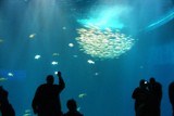 Oceanarium Stralsund - fascynująca, podwodna podróż