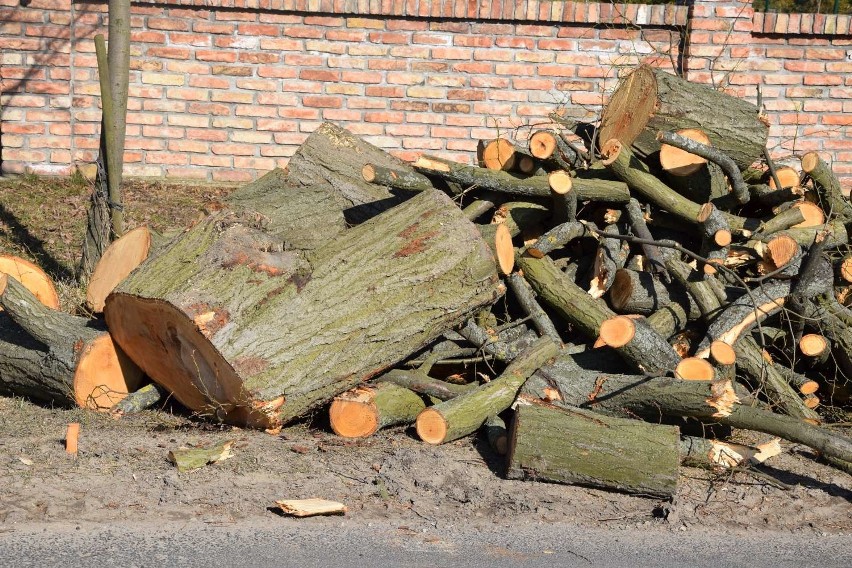 Wycinają drzewa przy remontowanej ulicy Antoniewskiej w Skokach. Do kiedy potrwają prace związane z przebudową wylotówki miasta?