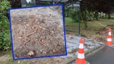 Podczas prac przy budowie przystanku znaleziono ludzkie szczątki