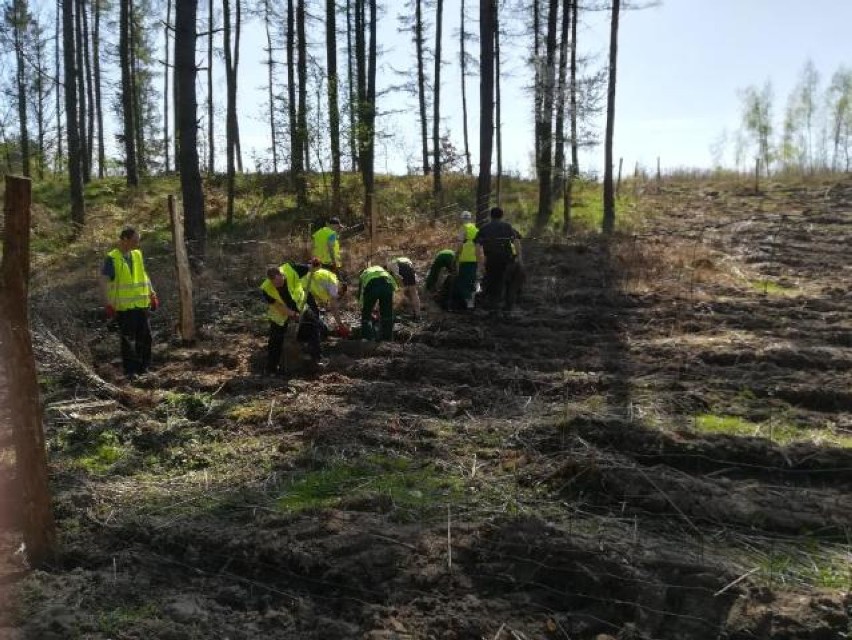 Zakład Karny w Kwidzynie. Z okazji Dnia Ziemi, skazani posadzili około 2200 drzew [ZDJĘCIA]