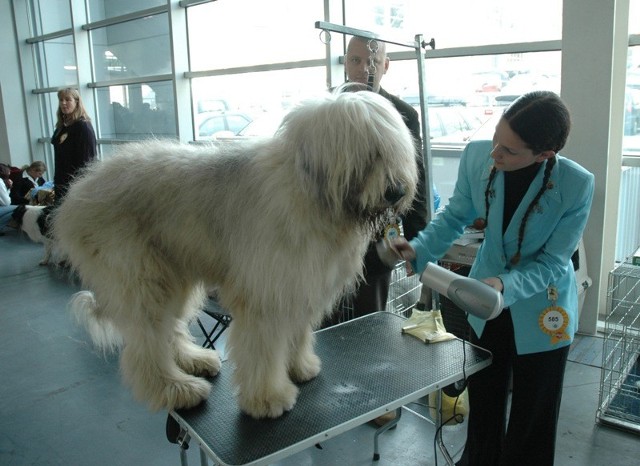 Psy rasowe na poznańskiej wystawie 

Zobacz też: International Show Dog 2013