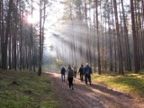 Wyznaczą trasy leśne