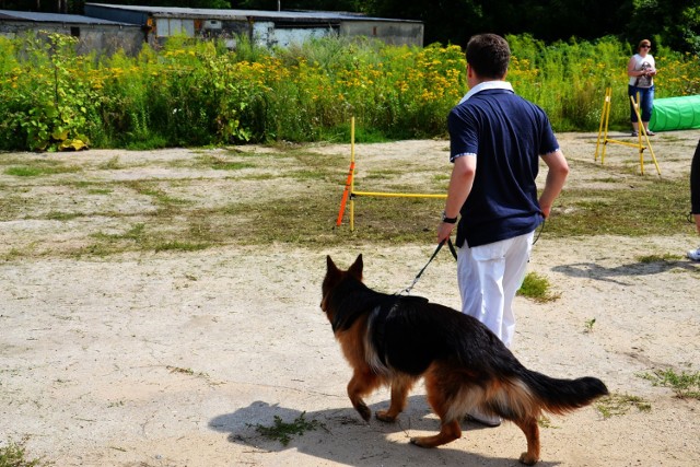 Taki "plac zabaw" dla psiaków zorganizowała Straż Ochrony Zwierząt podczas Dnia Pupila
