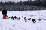 Polak z Borów Tucholskich chce startować w wyścigach psich zaprzęgów [wideo]
