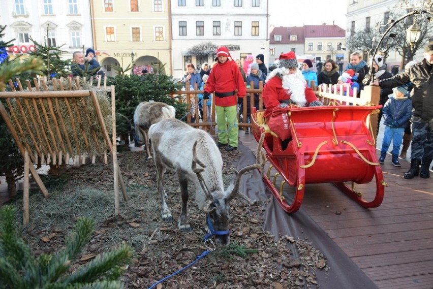  Święty Mikołaj i renifery na Rynku w Tarnowie [ZDJĘCIA]