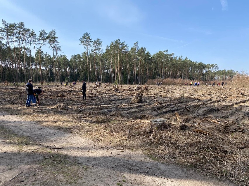 Wieluńska młodzież posadziła hektar sosnowego lasu FOTO