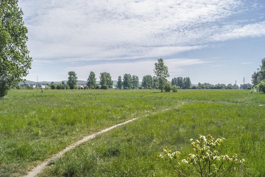 Błonia Janowskie w Rumi. Powstaną ścieżki techniczne m.in. dla spacerowiczów