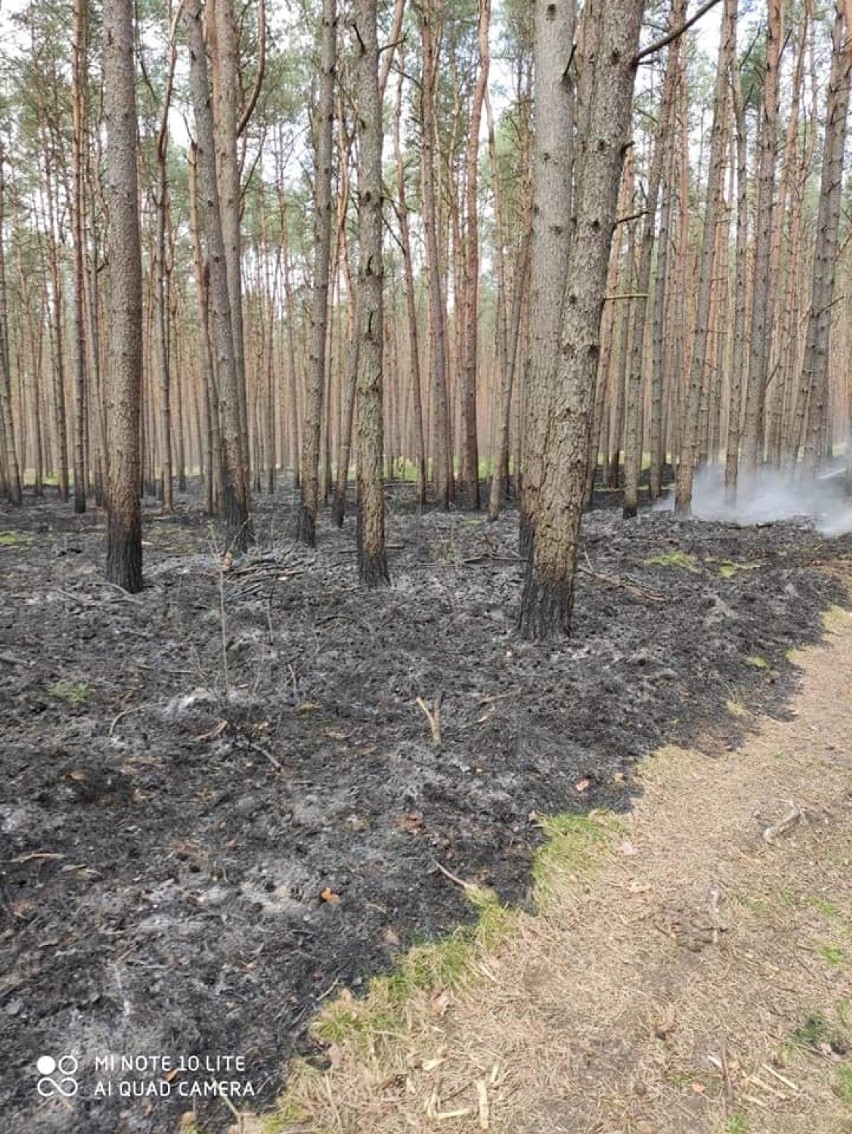 Pożar lasu pod węzłem Rzęśnica. A akcji między innymi dromadery