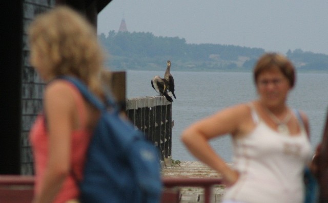 Kormorany nie boją się ludzi. A nad morzem i Zatoką Pucką można spotkać je niemal wszędzie.