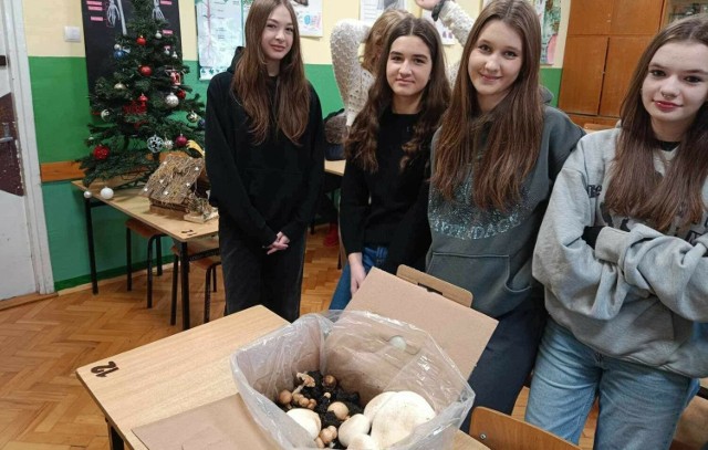 Uczniowie klasy 2b Liceum Ogólnokształcącego imienia Marii Curie-Skłodowskiej w Kazimierzy Wielkiej wyhodowali w sali biologicznej pieczarki.