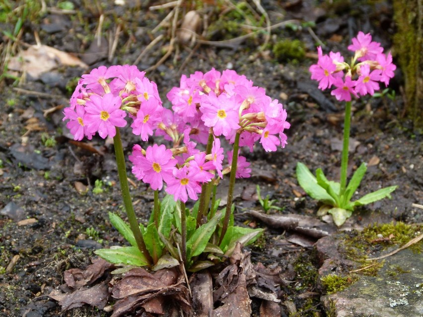 Kto tęskni za wiosną? Oto kilka wiosennych migawek z arboretum w Rogowie [ZDJĘCIA]